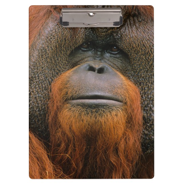 Portrait of Orang-utang Male, Georgia, USA Klemmbrett (Vorderseite)