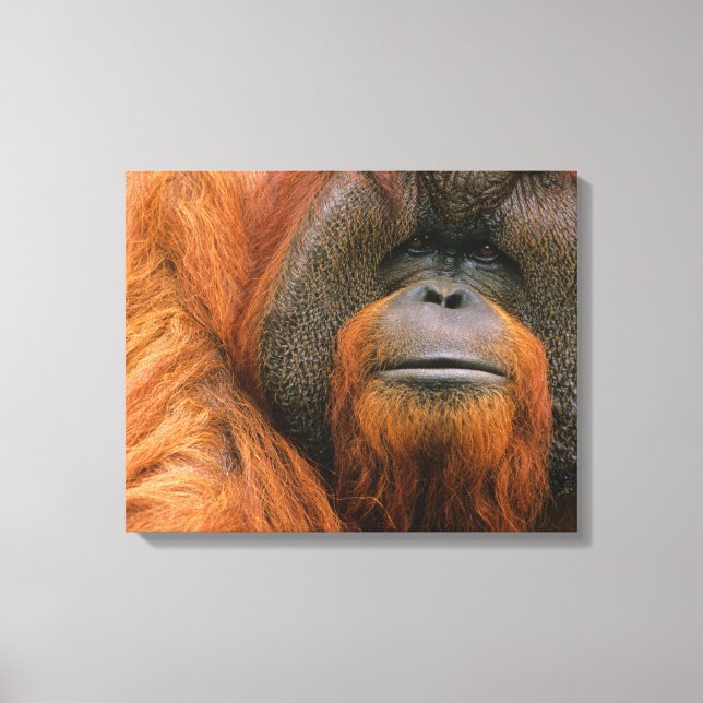 Portrait of Orang-utang Male, Georgia, USA Leinwanddruck (Vorderseite)