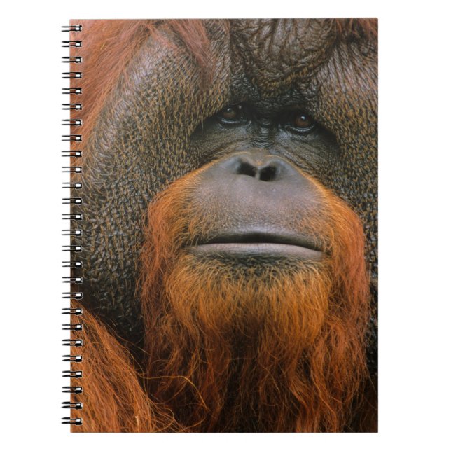 Portrait of Orang-utang Male, Georgia, USA Notizblock (Vorderseite)