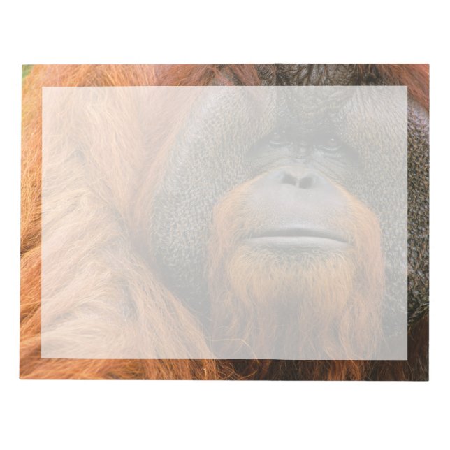 Portrait of Orang-utang Male, Georgia, USA Notizblock (Vorderseite)