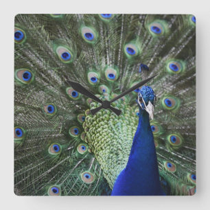 Portrait Of  Peacock With Feathers Out Quadratische Wanduhr