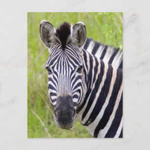 Portrait Of Plains Zebra, Hluhluwe-Umfolozi Game Postkarte