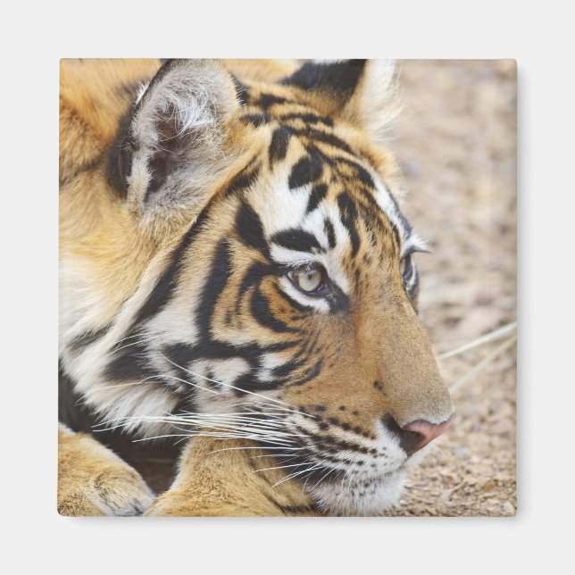 Portrait of Royal Bengalisch Tiger, Ranthambhor Magnet (Vorne)