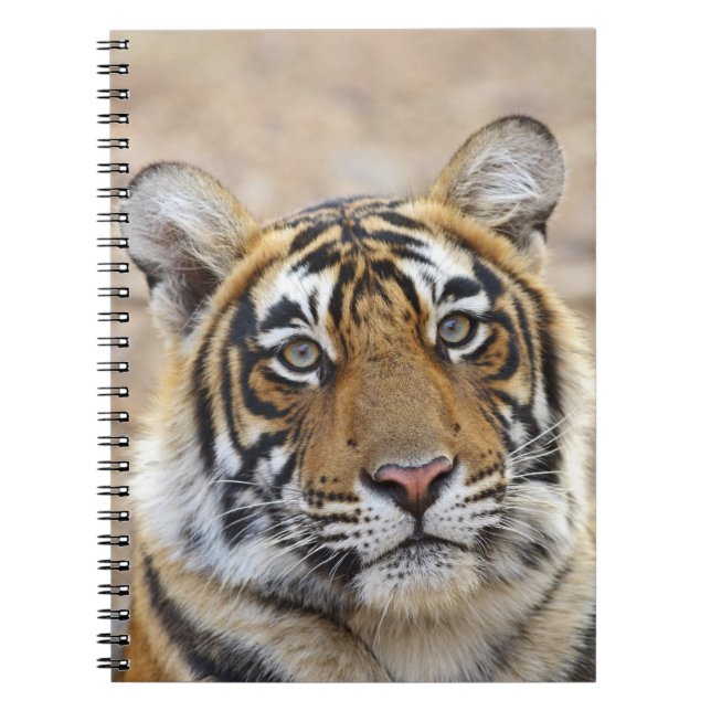 Portrait of Royal Bengalisch Tiger, Ranthambhor Notizblock (Vorderseite)