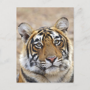 Portrait of Royal Bengalisch Tiger, Ranthambhor Postkarte