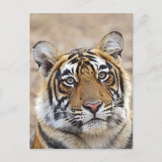 Portrait of Royal Bengalisch Tiger, Ranthambhor Postkarte (Vorderseite)