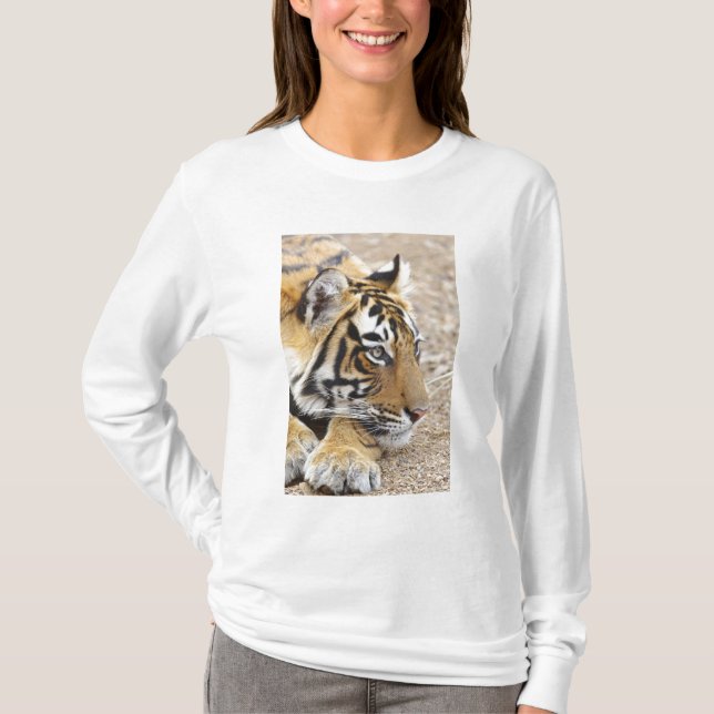 Portrait of Royal Bengalisch Tiger, Ranthambhor T-Shirt (Vorderseite)