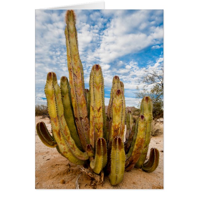 Portrait Old Man Cactus, Mexiko (Vorne)