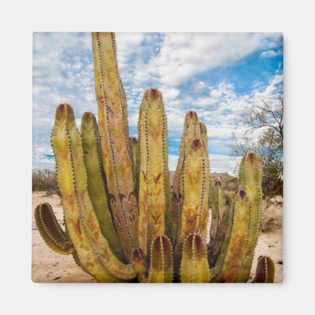 Portrait Old Man Cactus, Mexiko Magnet (Vorne)