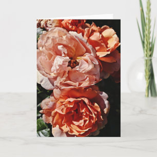 Portrait Rose Peach Apricot Art Note Card Karte