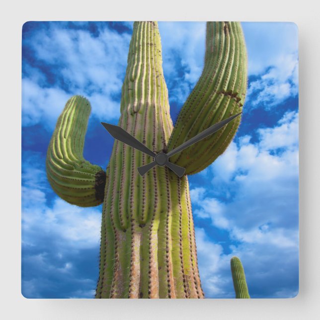 Portrait Saguaro Cactus, Arizona Quadratische Wanduhr (Vorderseite)