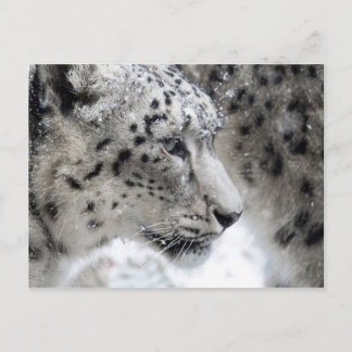 Portrait Snow Leopard Postkarte