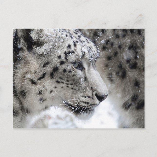 Portrait Snow Leopard Postkarte (Vorderseite)