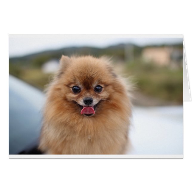 Portrait Spitz Dog (Vorderseite (Horizontal))