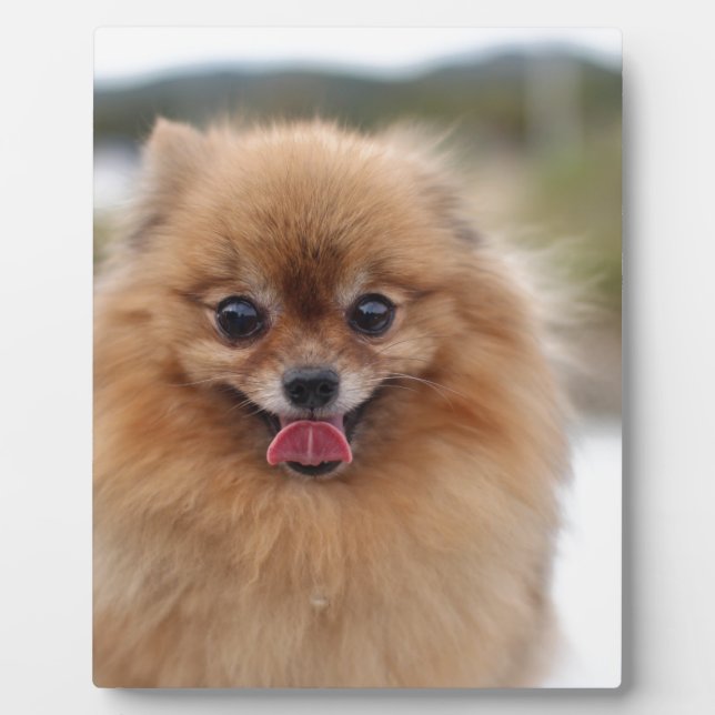 Portrait Spitz Dog Fotoplatte (Vorderseite)