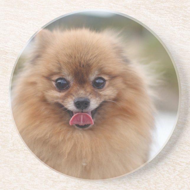Portrait Spitz Dog Getränkeuntersetzer (Vorne)