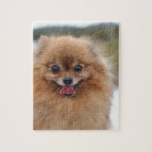 Portrait Spitz Dog Puzzle