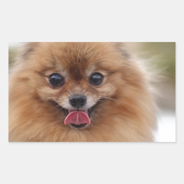 Portrait Spitz Dog Rechteckiger Aufkleber (Vorderseite)