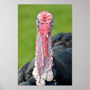 Portrait turkey poster