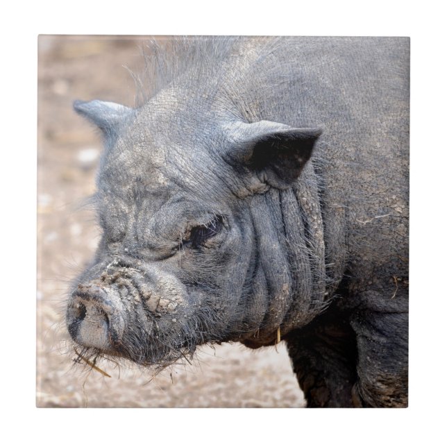 Portrait vietnamesisches Töpferschwein Fliese (Vorderseite)