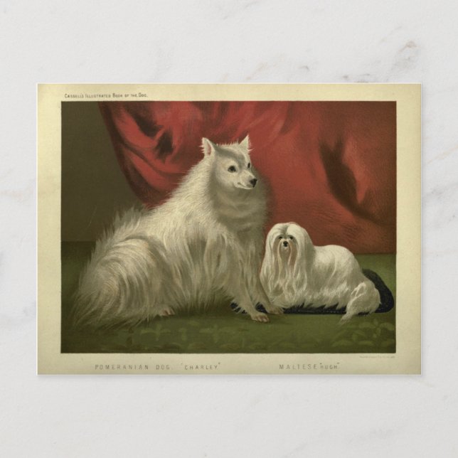 Portrait Vintager Spitz Postkarte (Vorderseite)