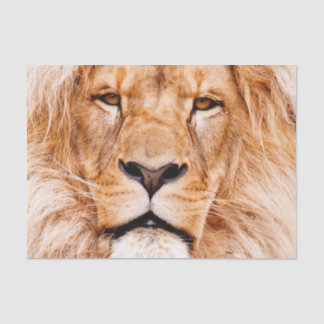 Portrait von African Lion Wildlife Animal Closeup Seidenpapier