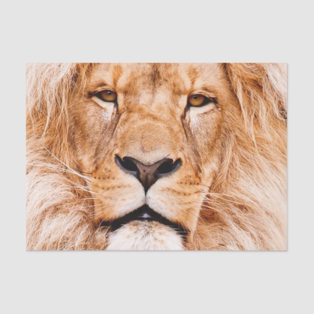 Portrait von African Lion Wildlife Animal Closeup Seidenpapier (Vorderseite)