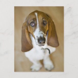 Portrait von Bassett, Washington Postkarte