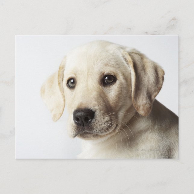 Portrait von blond Labrador Retriever Welpe Postkarte (Vorderseite)