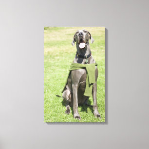 Portrait von Blue Great Dane Leinwanddruck