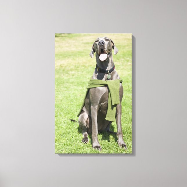 Portrait von Blue Great Dane Leinwanddruck (Vorderseite)