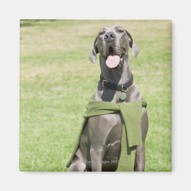 Portrait von Blue Great Dane Magnet (Vorne)