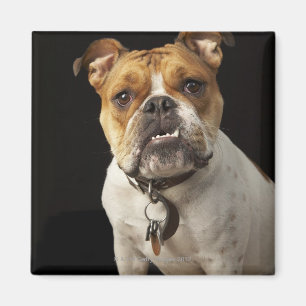 Portrait von Bräuner und Weißer Bulldogge mit Krag Magnet