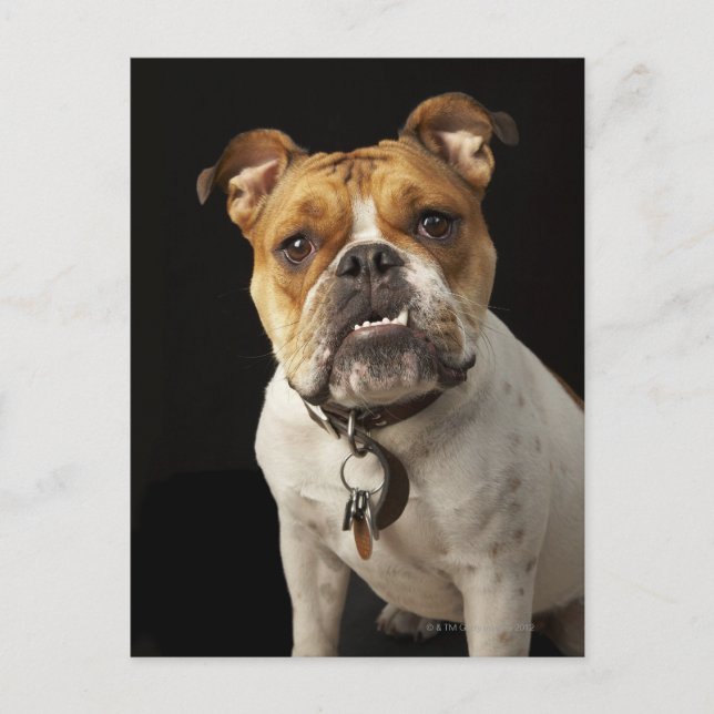 Portrait von Bräuner und Weißer Bulldogge mit Krag Postkarte (Vorderseite)