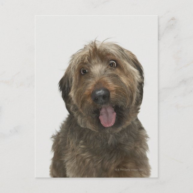 Portrait von Briard Hund Postkarte (Vorderseite)