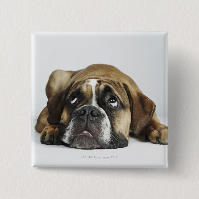 Portrait von Dorset Old Tyme Bulldog Button (Vorderseite)