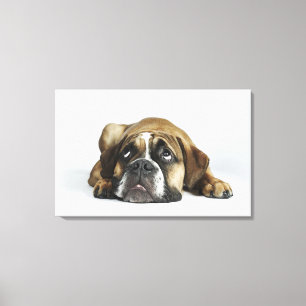 Portrait von Dorset Old Tyme Bulldog Leinwanddruck