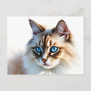 Portrait von Fluffy Ragdoll Katze mit blauen Augen Postkarte