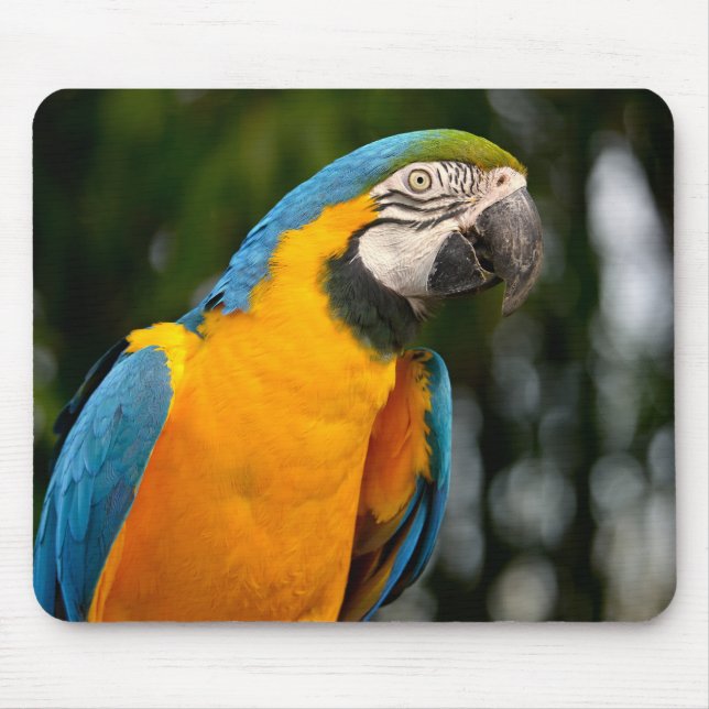 Portrait von Gelbbrustinsa macaw postcard quadrati Mousepad (Vorne)