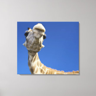 Portrait von Giraffe (Giraffa Camelopardalis) 2 Leinwanddruck