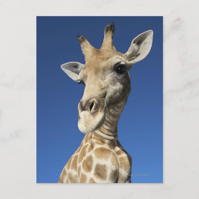 Portrait von Giraffe (Giraffa Camelopardalis) 2 Postkarte (Vorderseite)