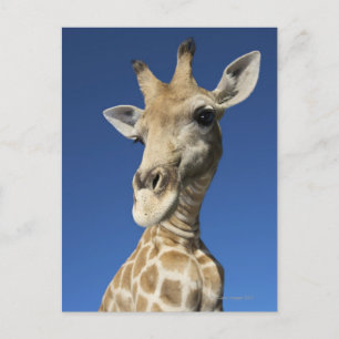 Portrait von Giraffe (Giraffa Camelopardalis) 2 Postkarte