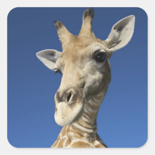 Portrait von Giraffe (Giraffa Camelopardalis) 2 Quadratischer Aufkleber