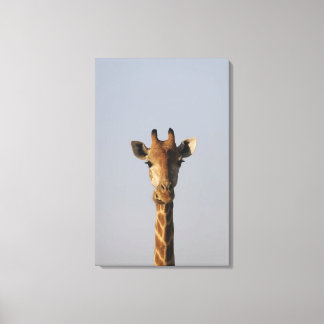 Portrait von Giraffe (Giraffa camelopardalis), Leinwanddruck