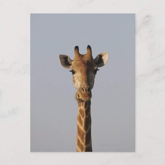 Portrait von Giraffe (Giraffa camelopardalis), Postkarte (Vorderseite)