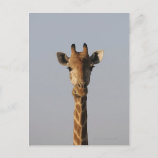 Portrait von Giraffe (Giraffa camelopardalis), Postkarte