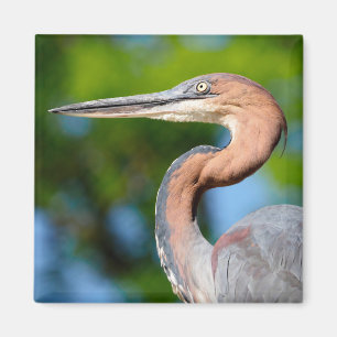 Portrait von Goliath Heron aus dem Profil Magnet