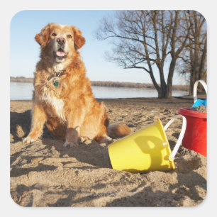 Portrait von Hund am Strand mit Sandspielzeug, Ott Quadratischer Aufkleber