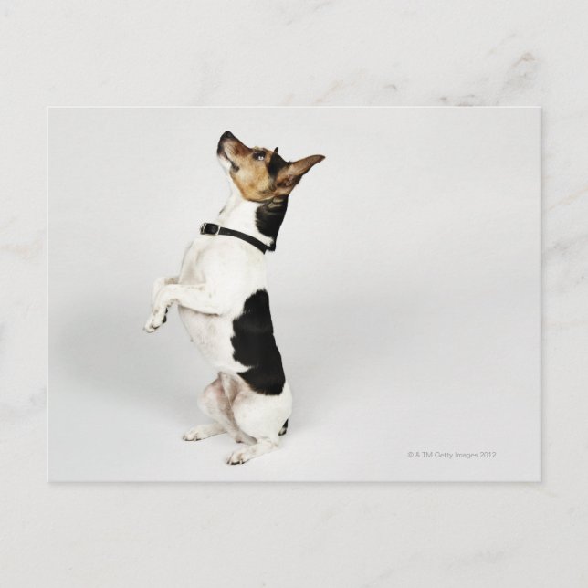 Portrait von Jack Russell Hund auf seinem Postkarte (Vorderseite)