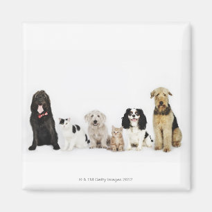 Portrait von Katzen und Hunden, die zusammen sitze Magnet